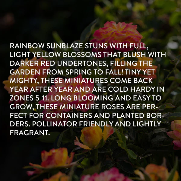 Rose Rainbow Sunblaze