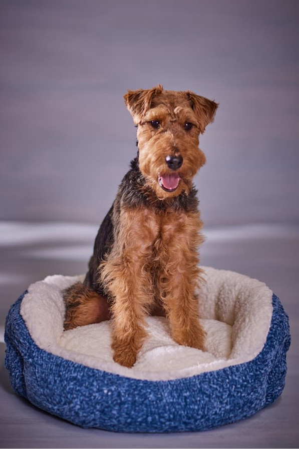 Cecilia Chenille Dog Bed