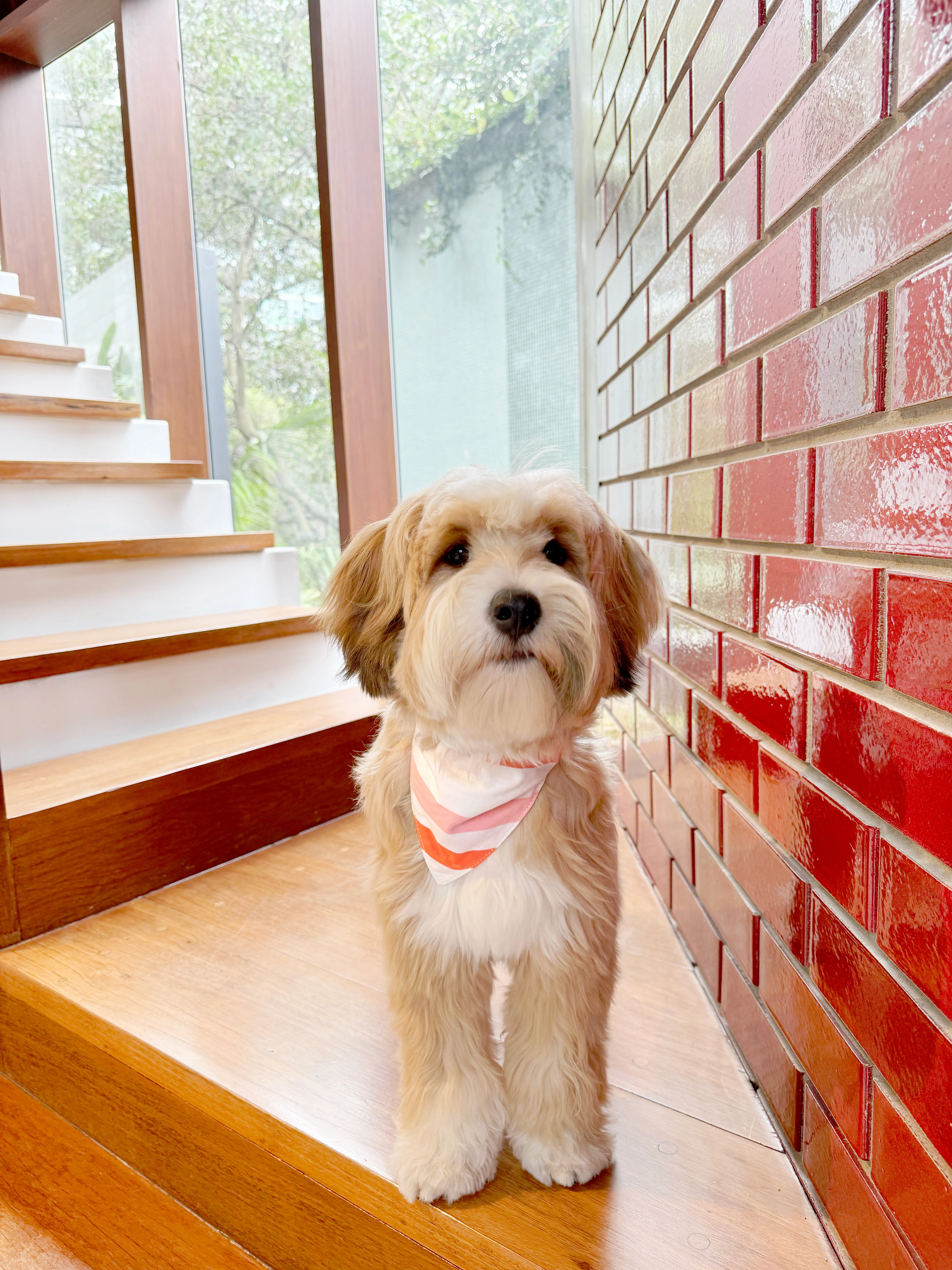 Bandana Dog Collar