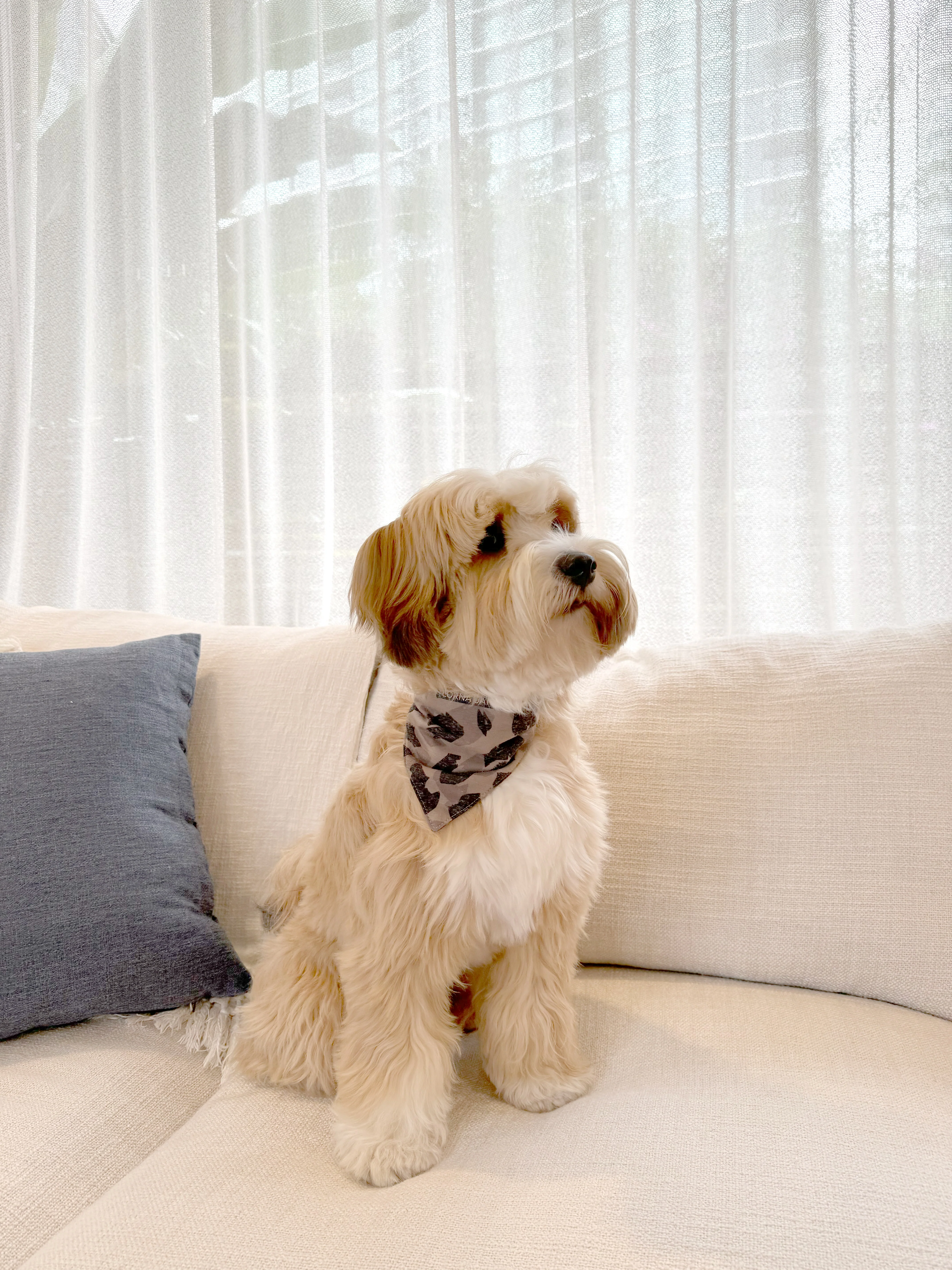 Bandana Dog Collar