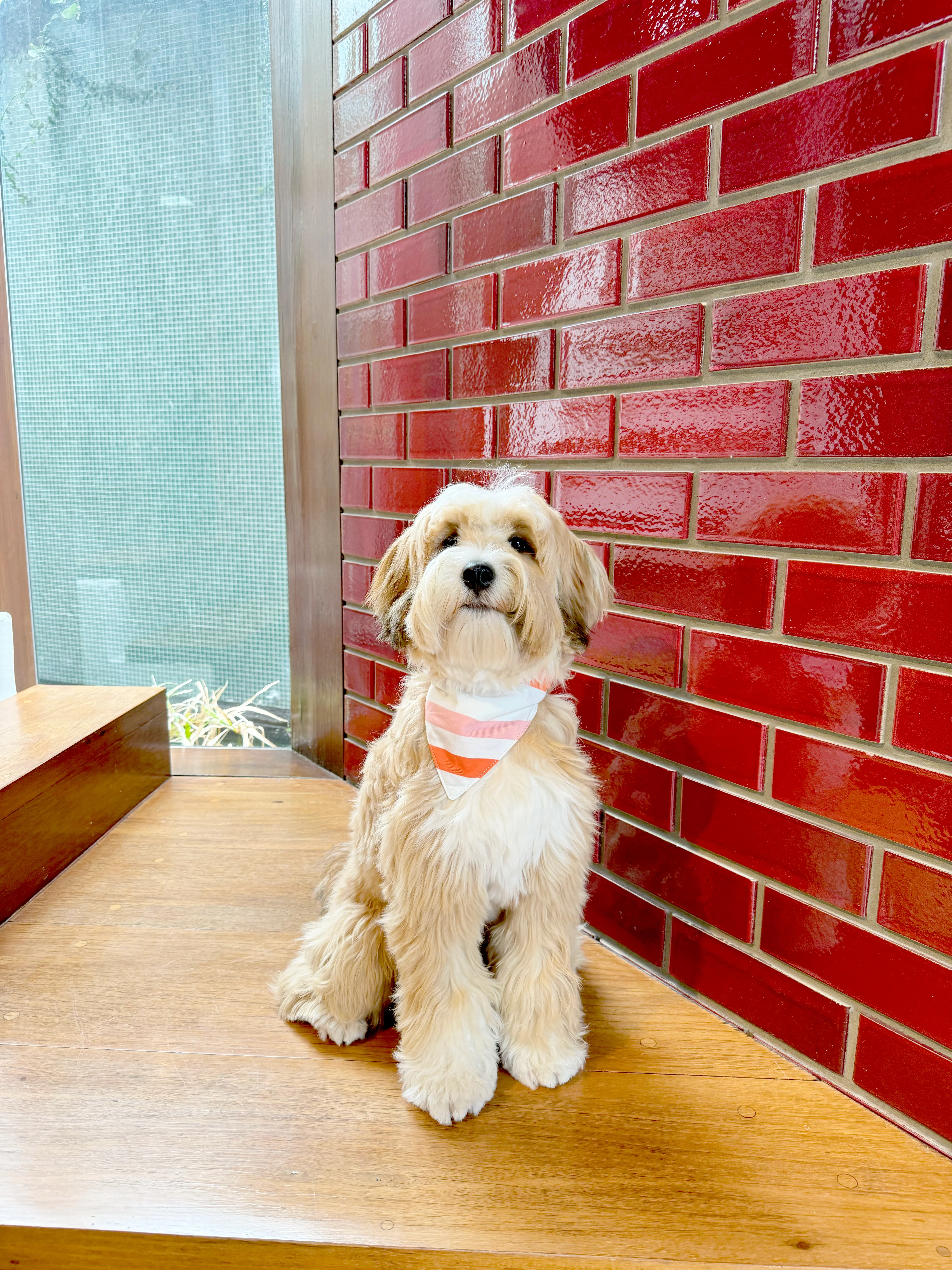 Bandana Dog Collar