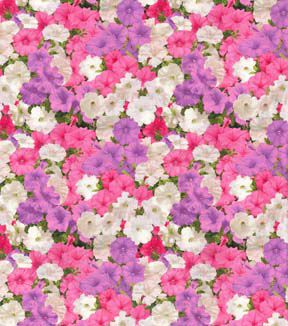 Fabric Traditions Pink & White Petunias Premium Cotton Fabric