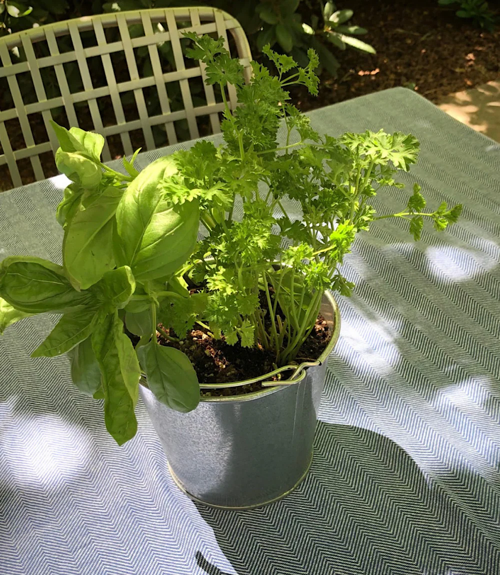 Garden In A Pail Gift Set