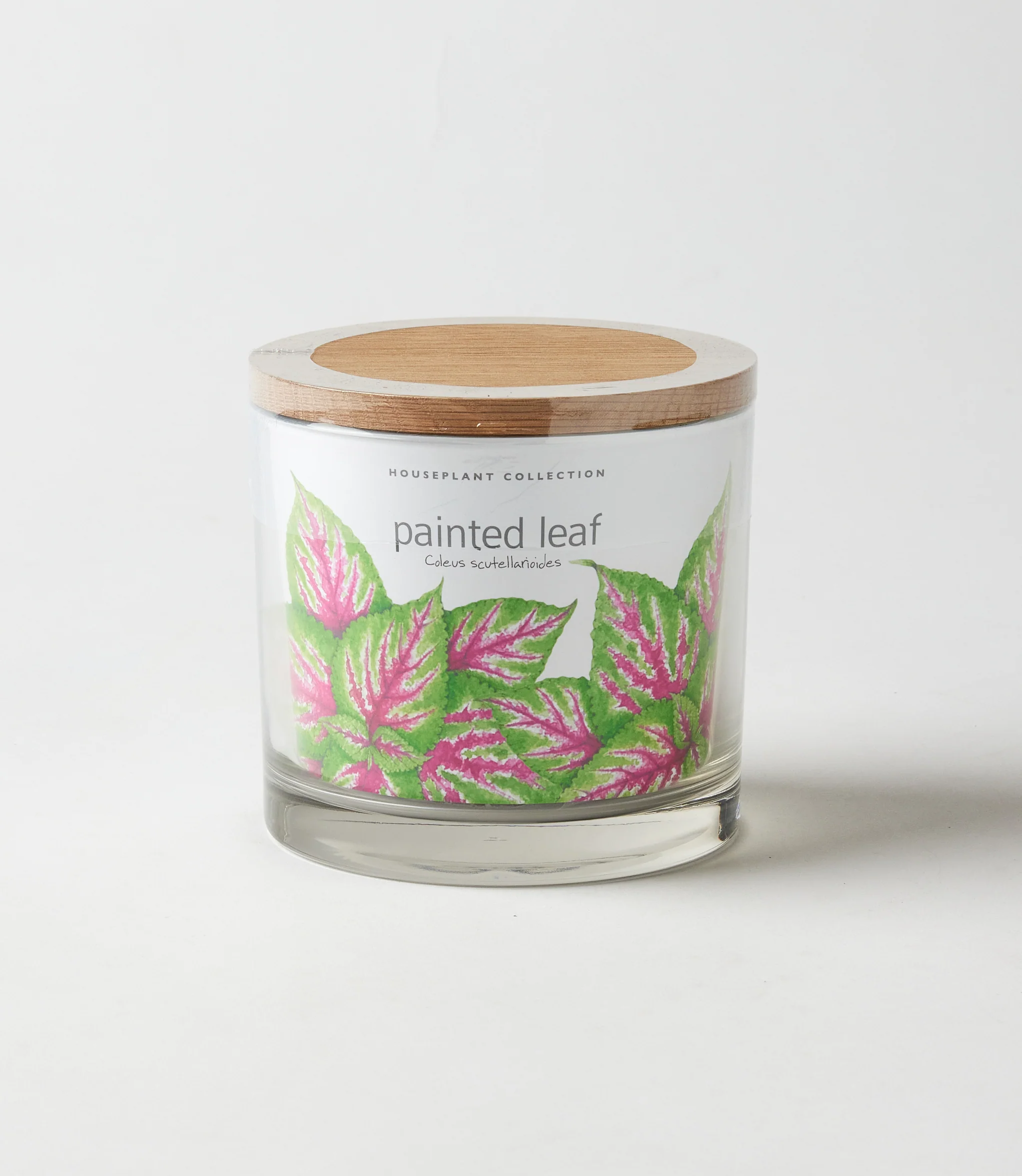 Painted Leaf Houseplant Kit