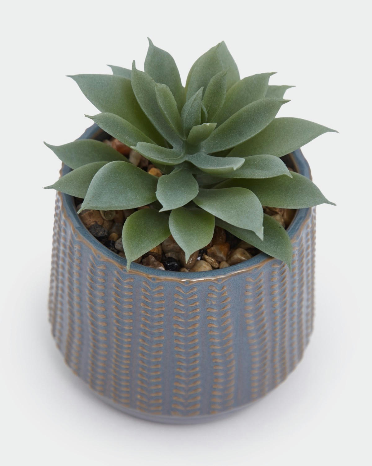 Carolyn Donnelly Eclectic Succulent In Pot