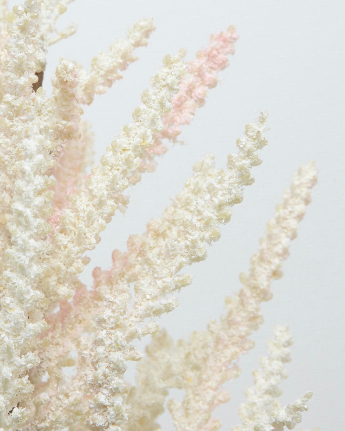 Astilbe Stem