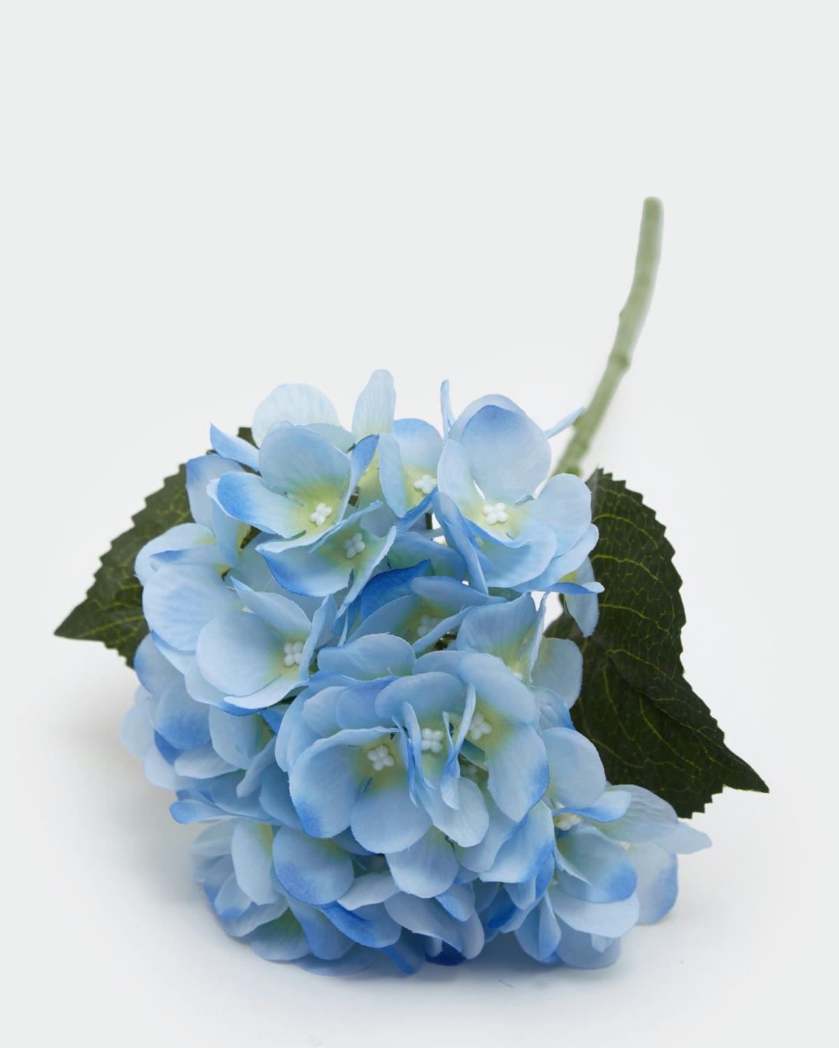 Hydrangea Stem
