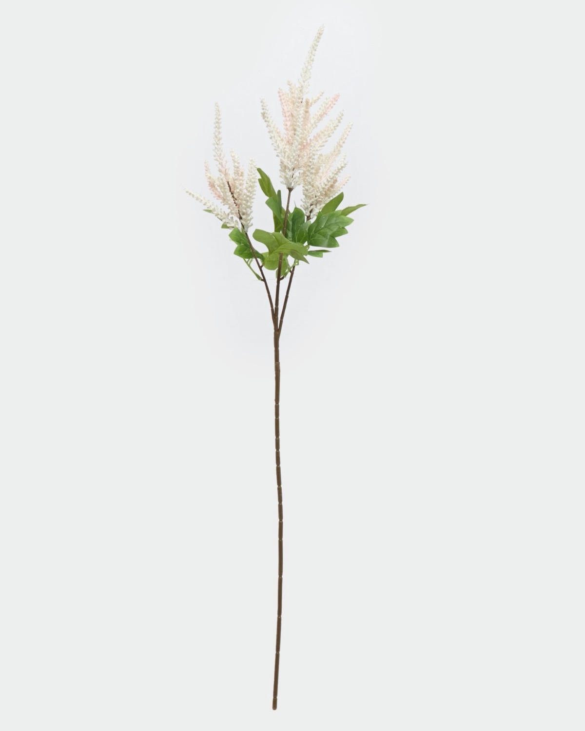 Astilbe Stem