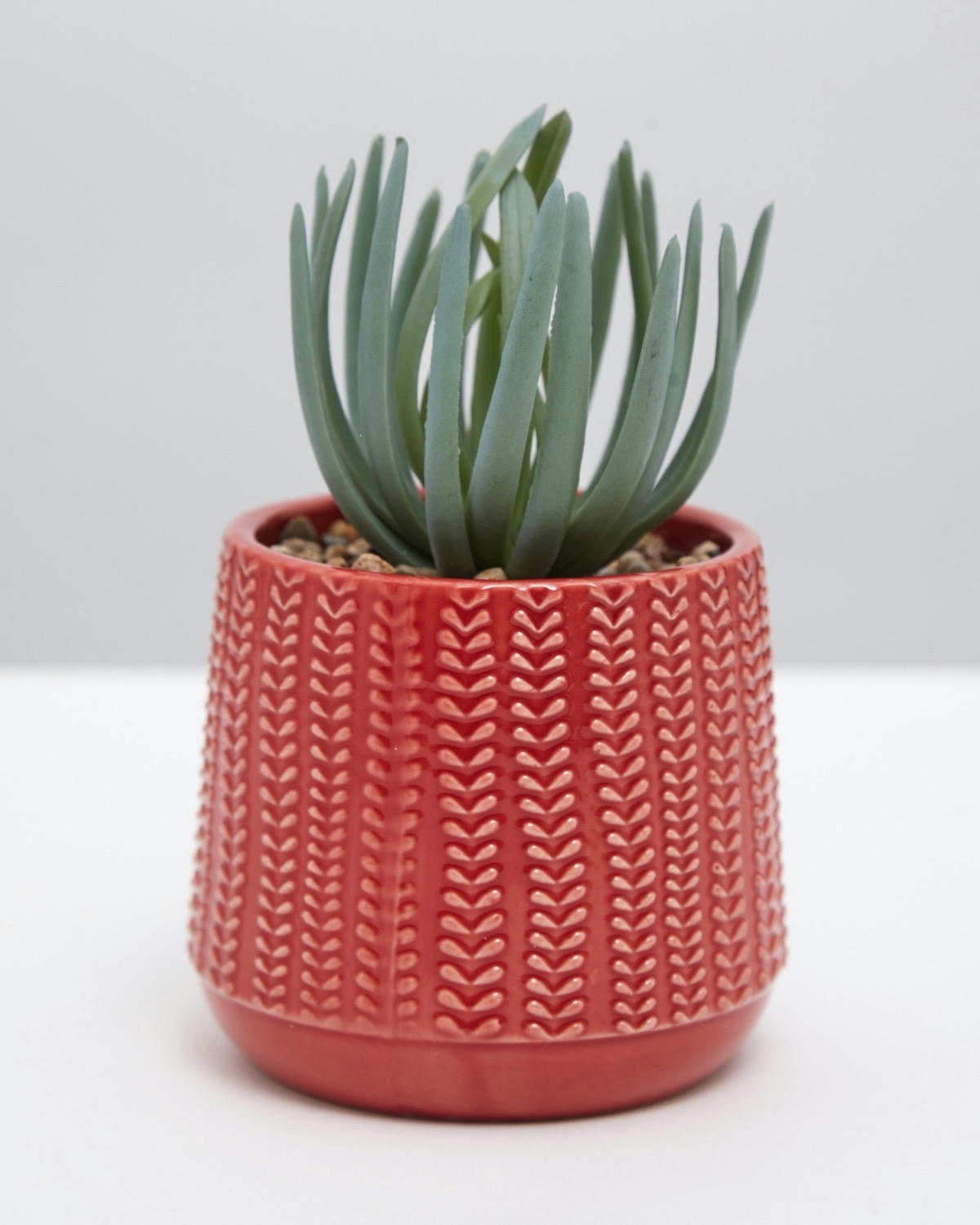 Carolyn Donnelly Eclectic Succulent In Pot