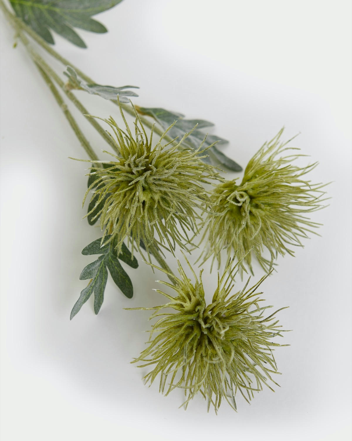 Paul Costelloe Living Thistle Stem