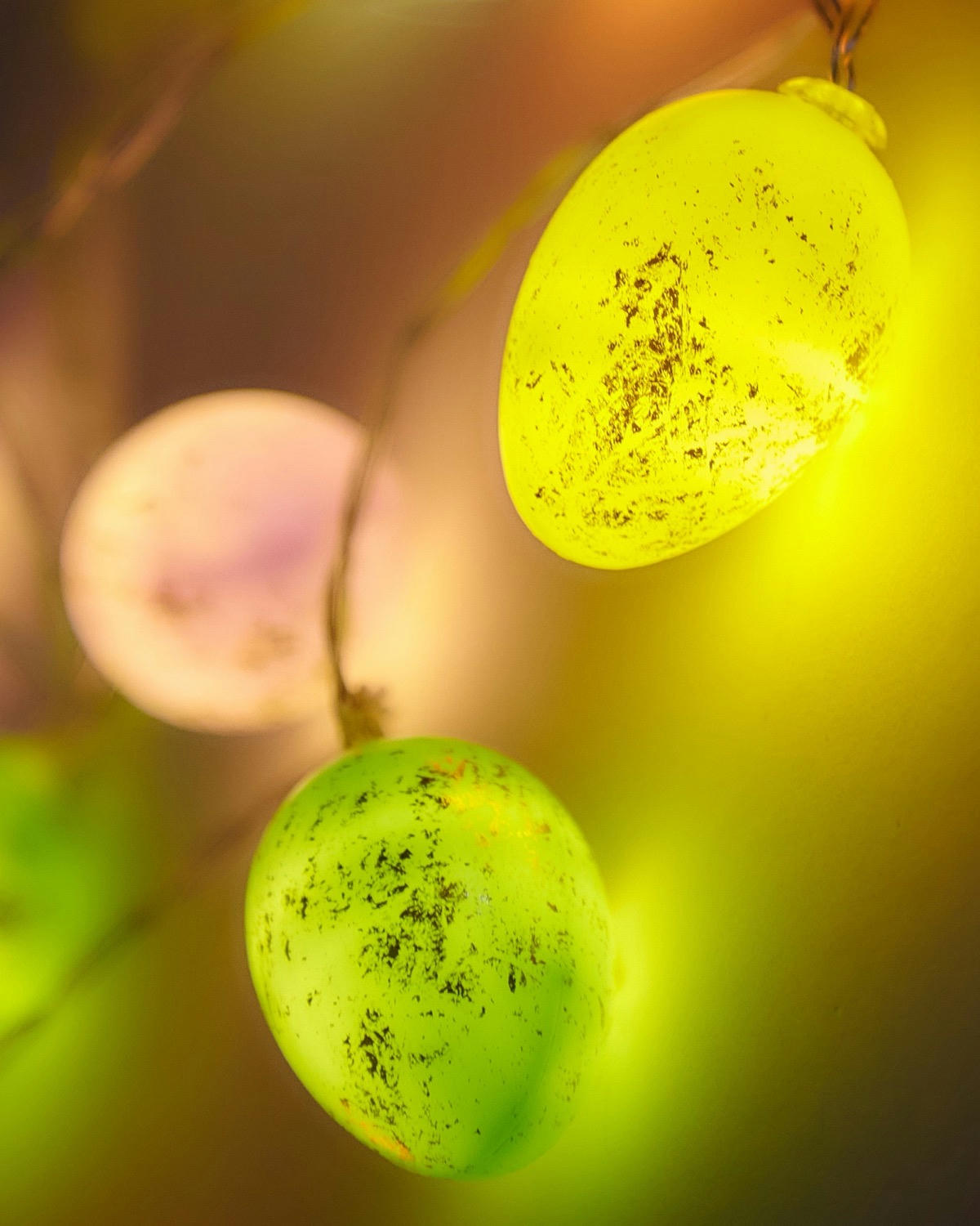 Egg String Lights