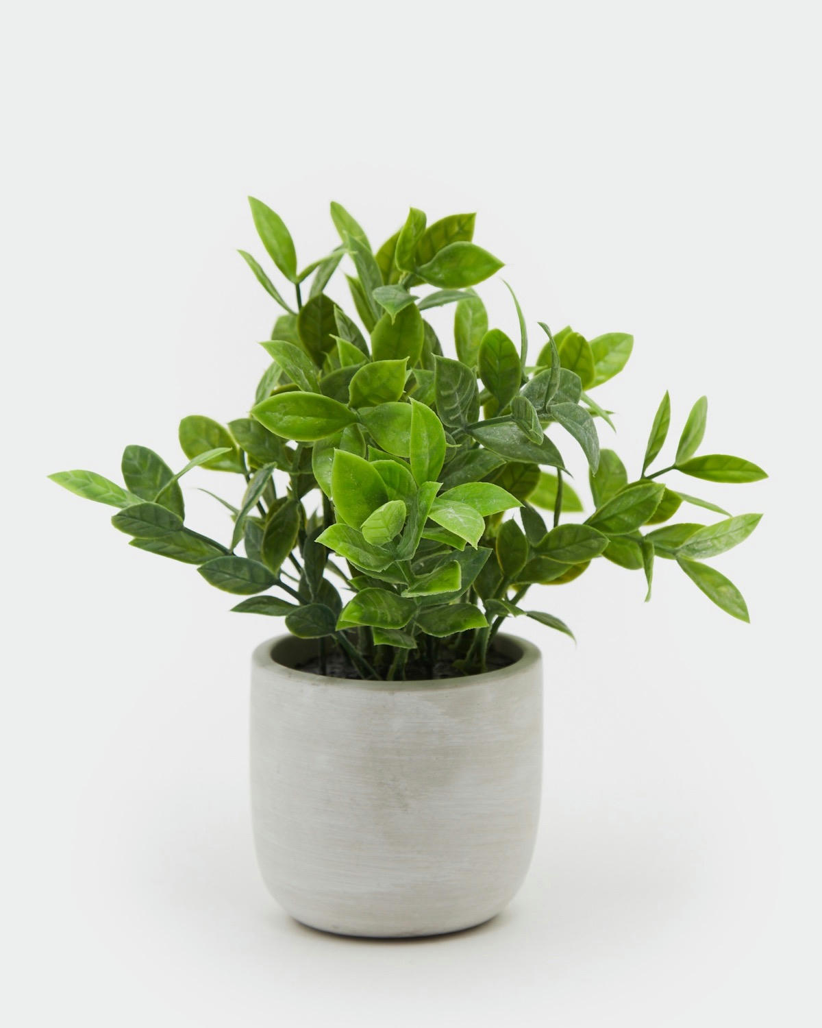 Small Potted Plant