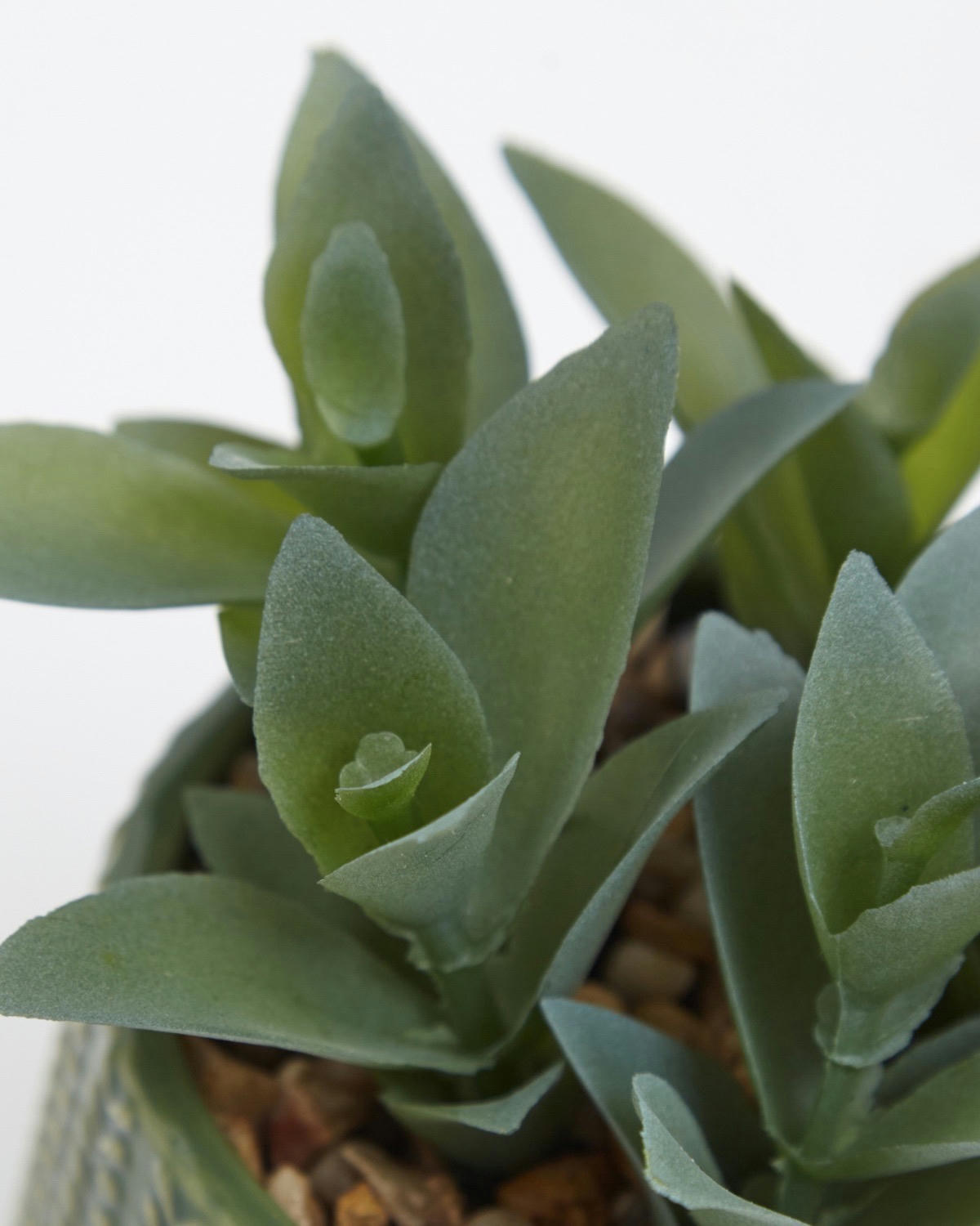 Carolyn Donnelly Eclectic Succulent In Pot