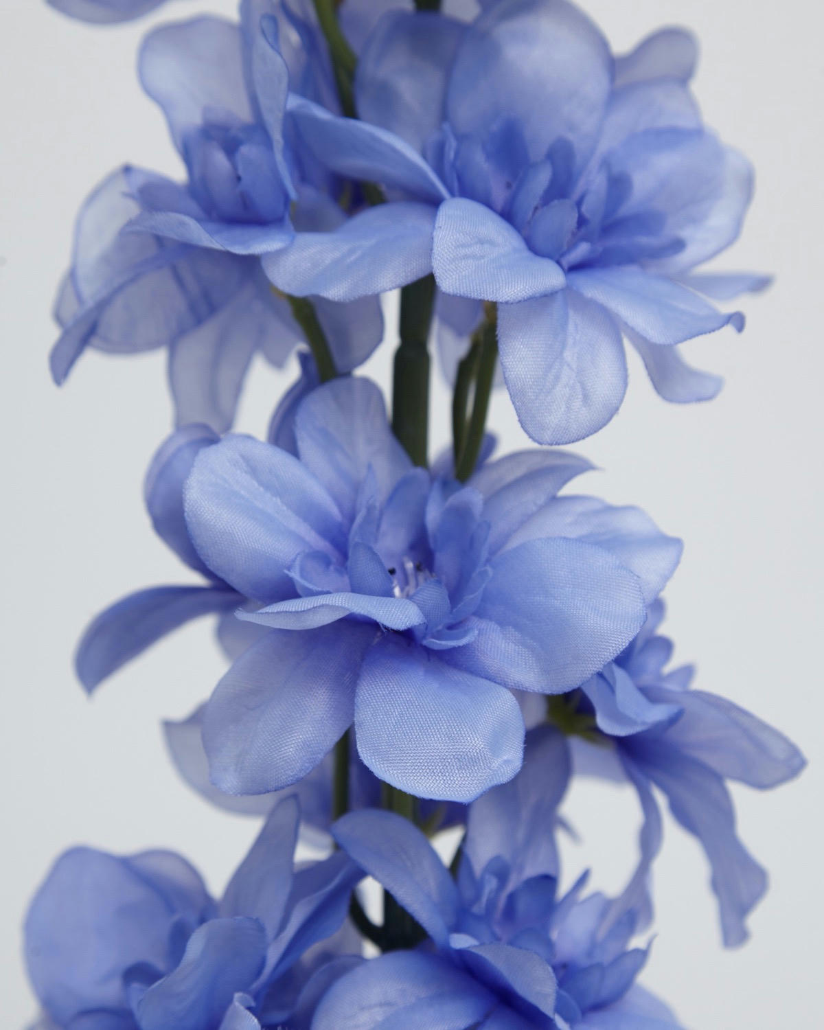 Delphinium Stem