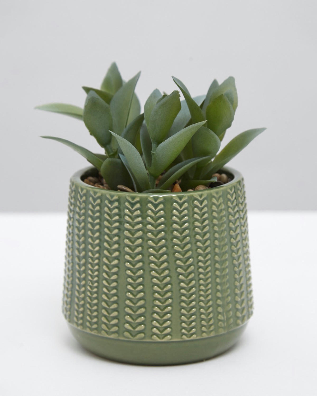 Carolyn Donnelly Eclectic Succulent In Pot