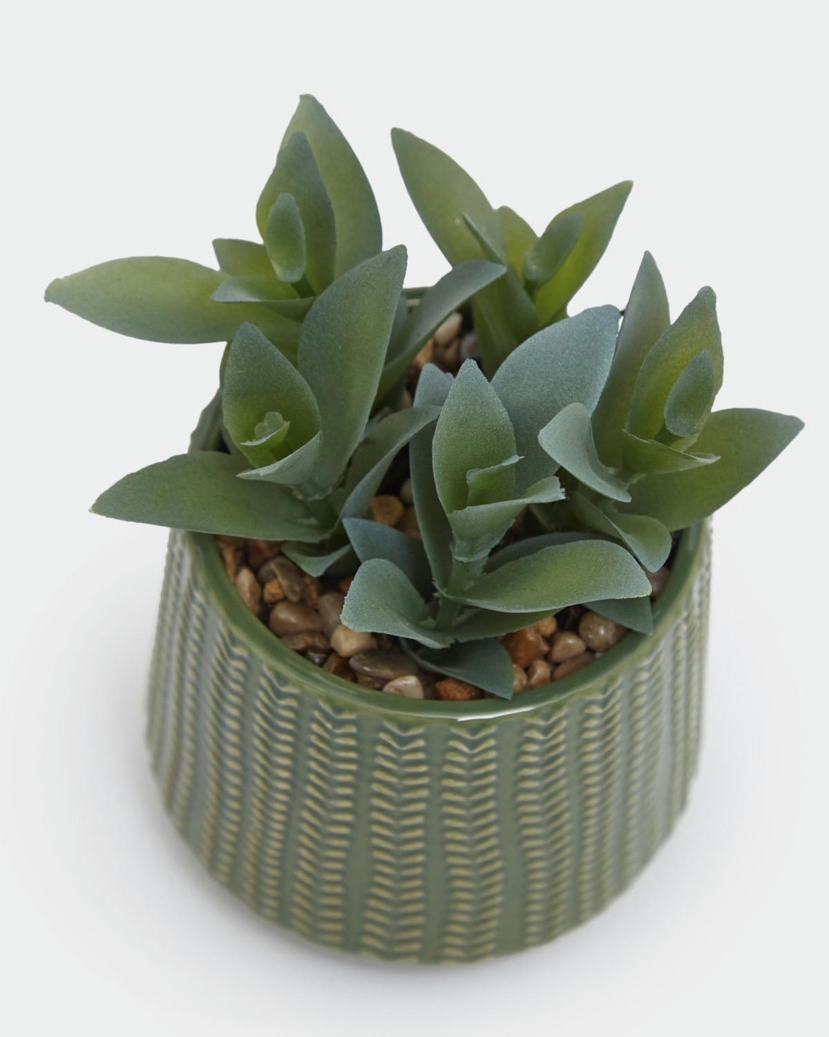 Carolyn Donnelly Eclectic Succulent In Pot