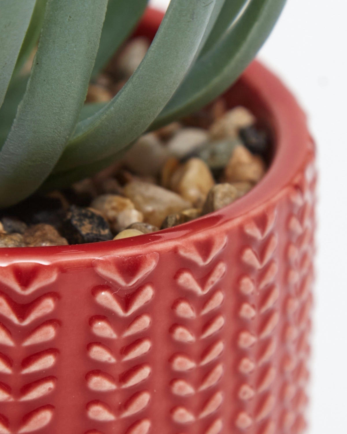 Carolyn Donnelly Eclectic Succulent In Pot