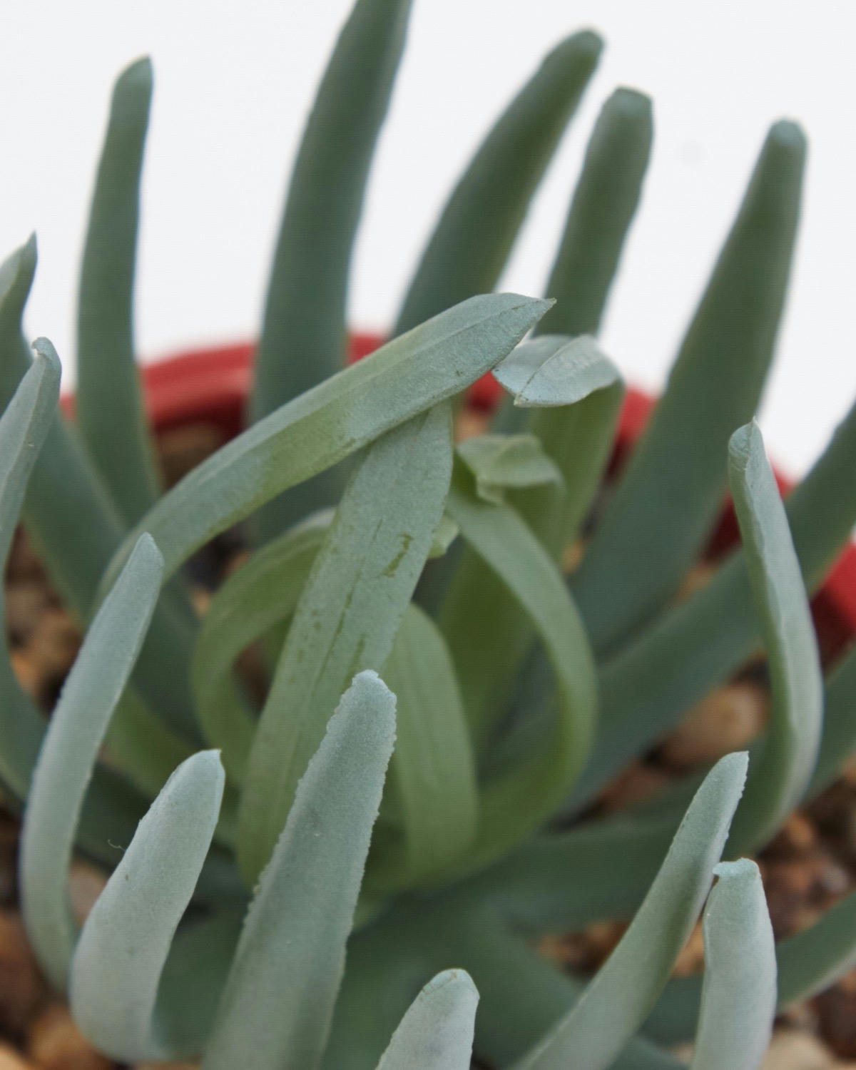 Carolyn Donnelly Eclectic Succulent In Pot