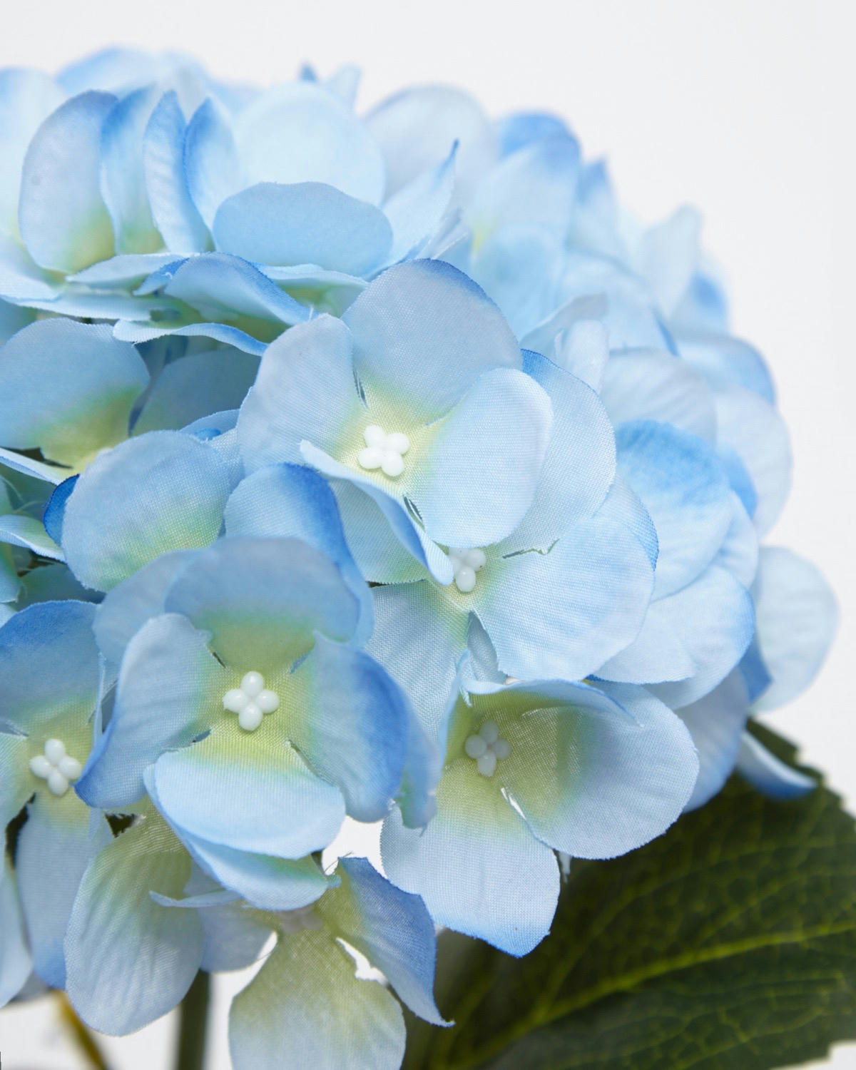 Hydrangea Stem