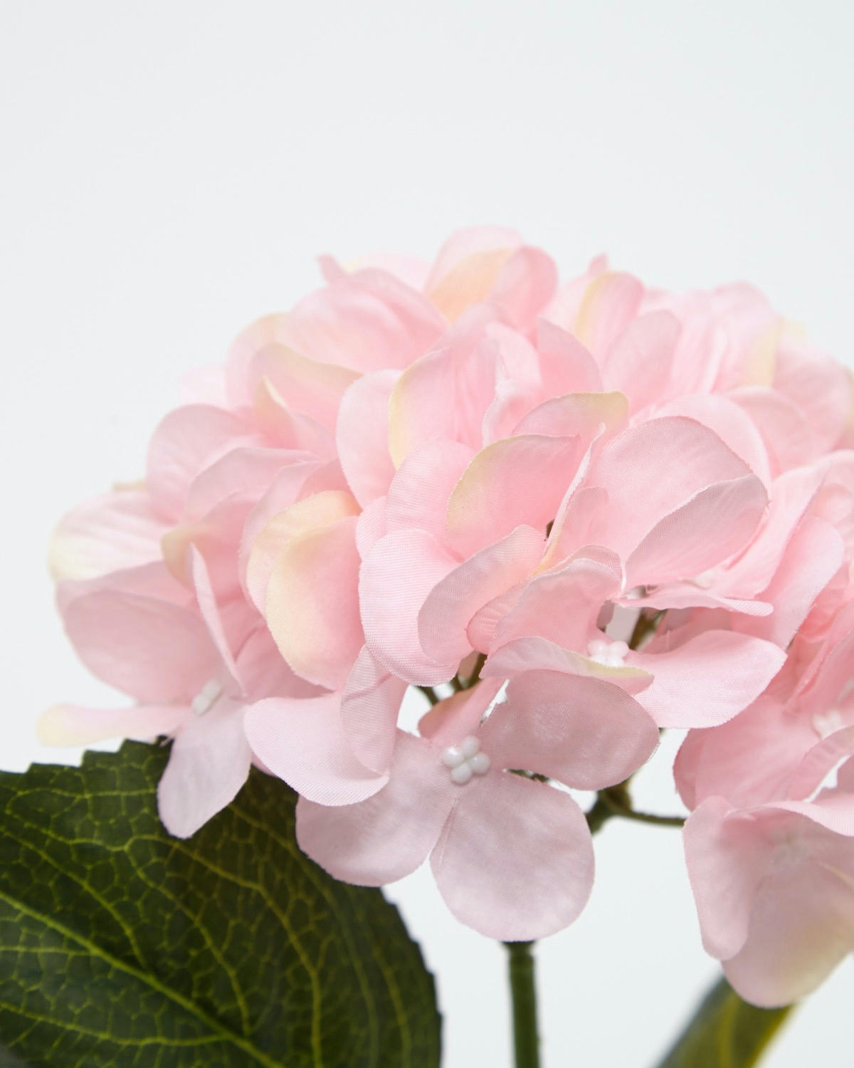 Hydrangea Stem