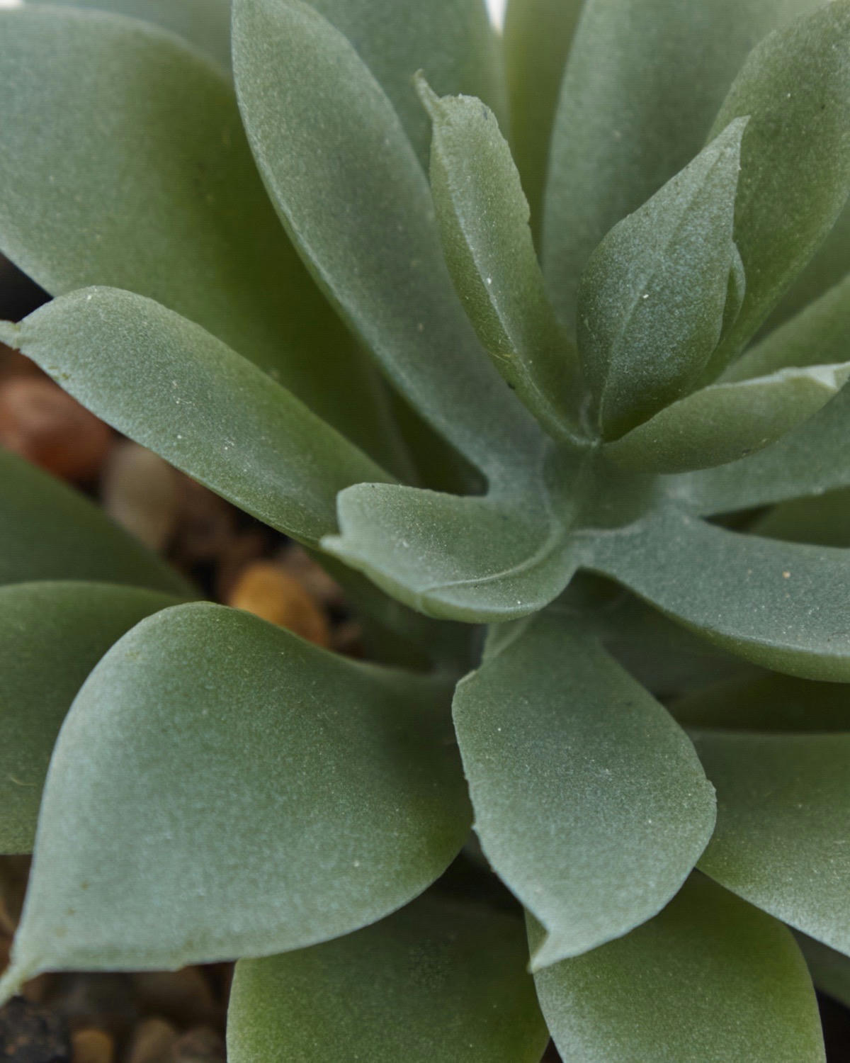 Carolyn Donnelly Eclectic Succulent In Pot