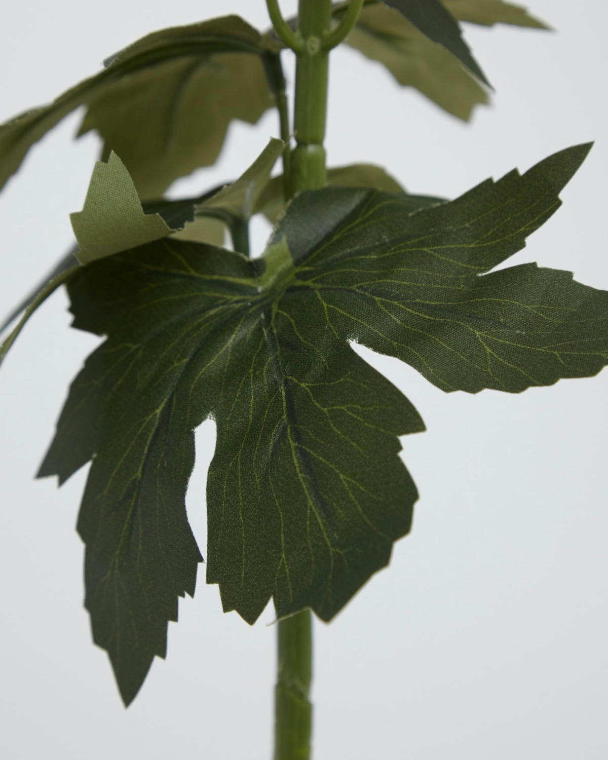 Delphinium Stem