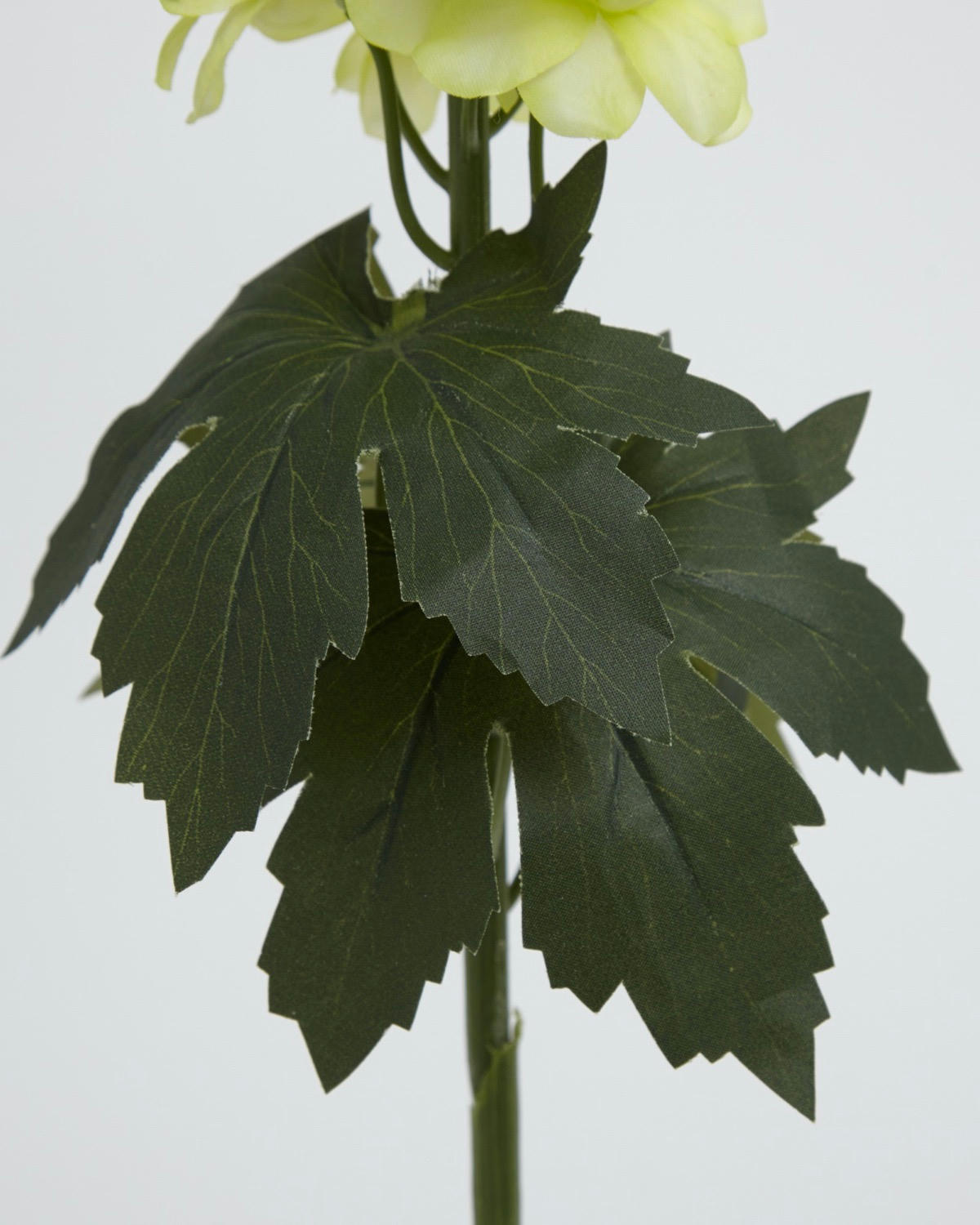 Delphinium Stem