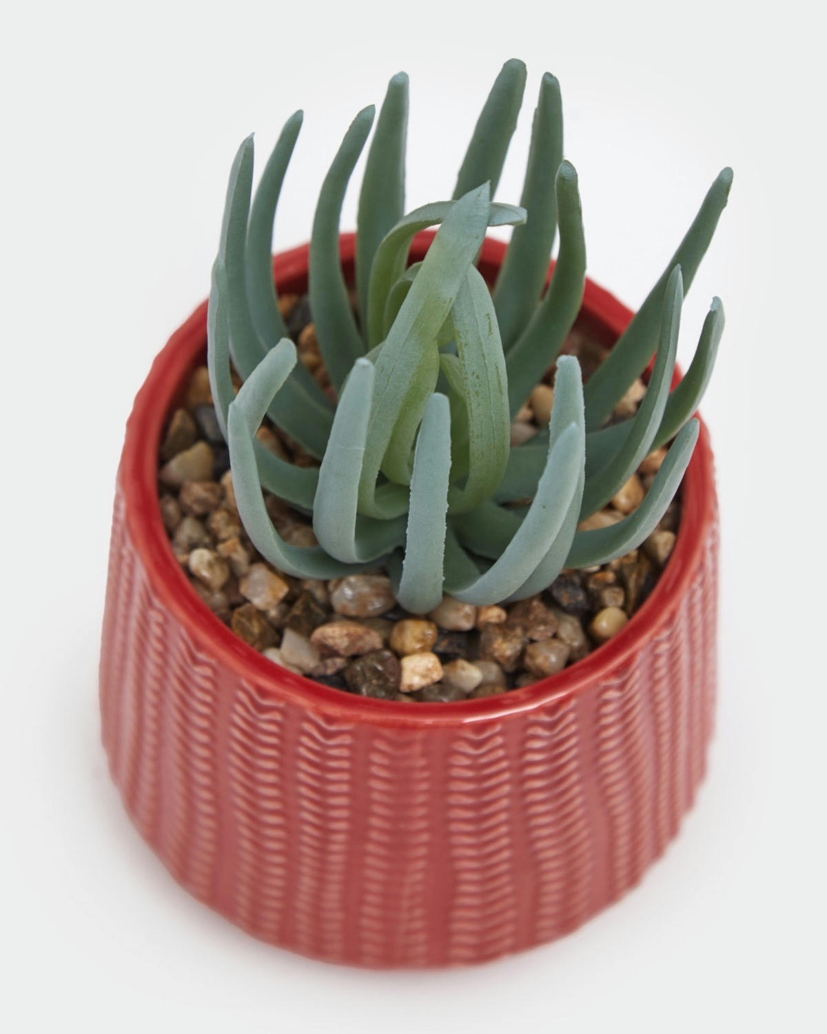 Carolyn Donnelly Eclectic Succulent In Pot