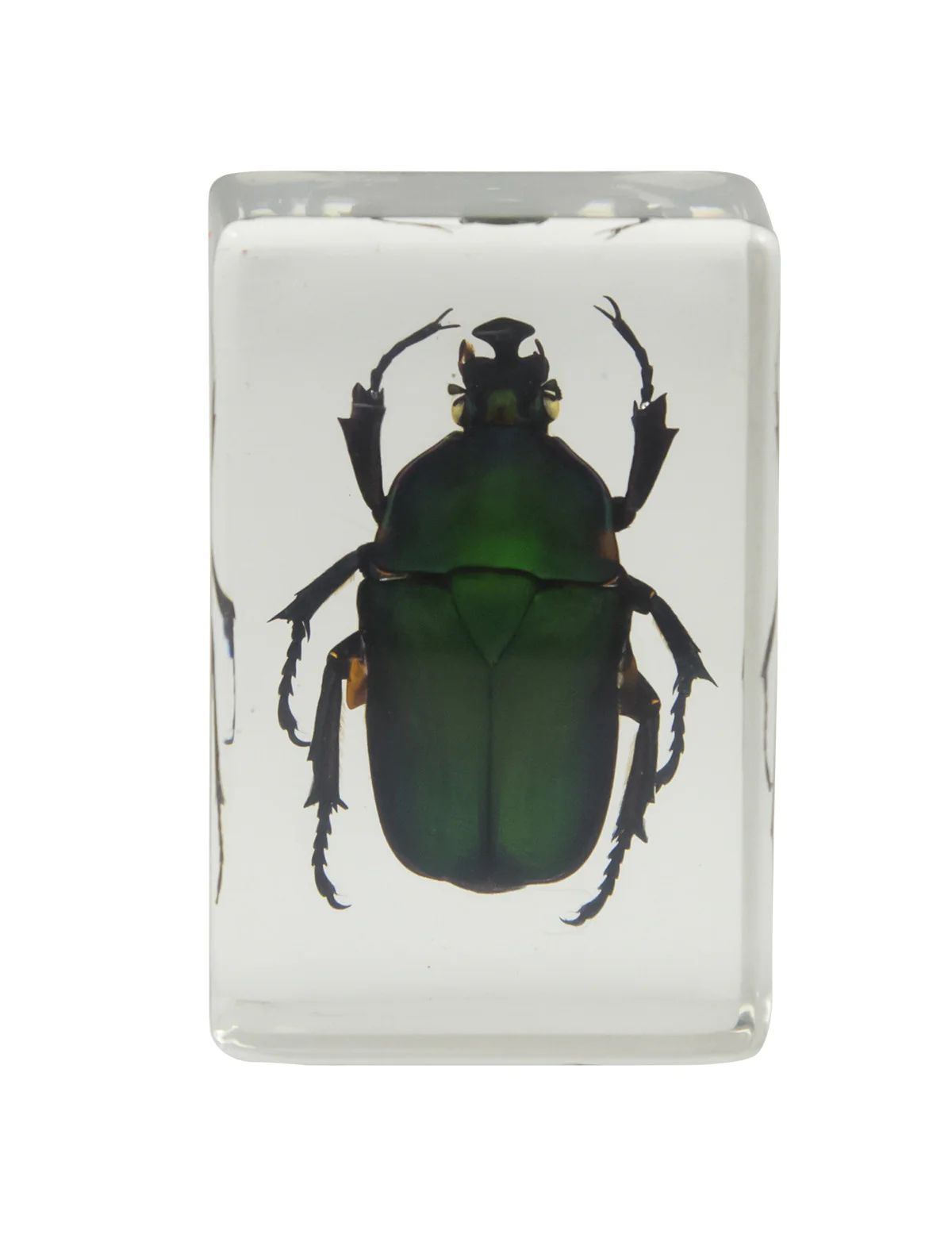 3D Bug Specimen Kit #2