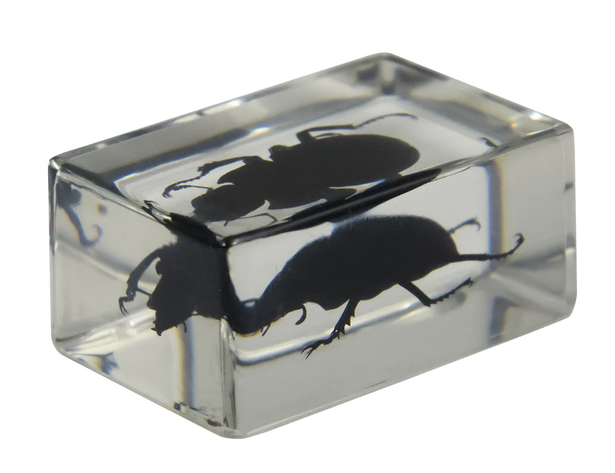 3D Bug Specimen Kit #1