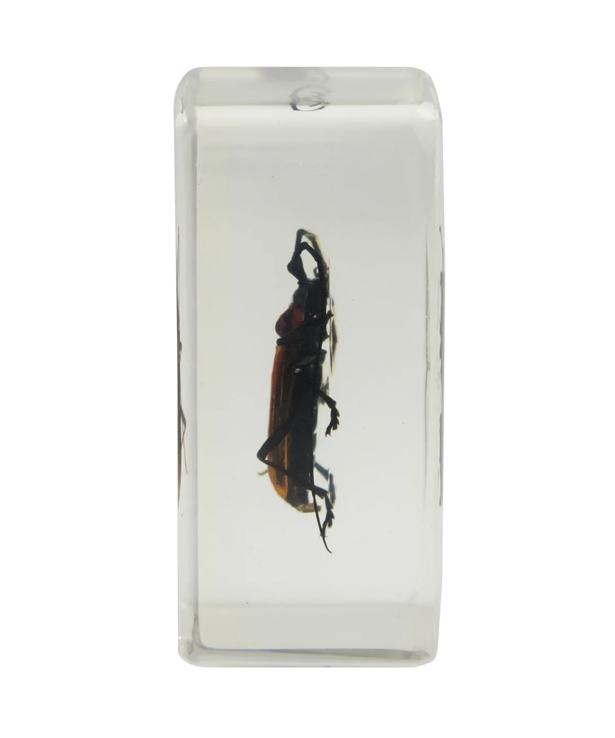 3D Bug Specimen Kit #1