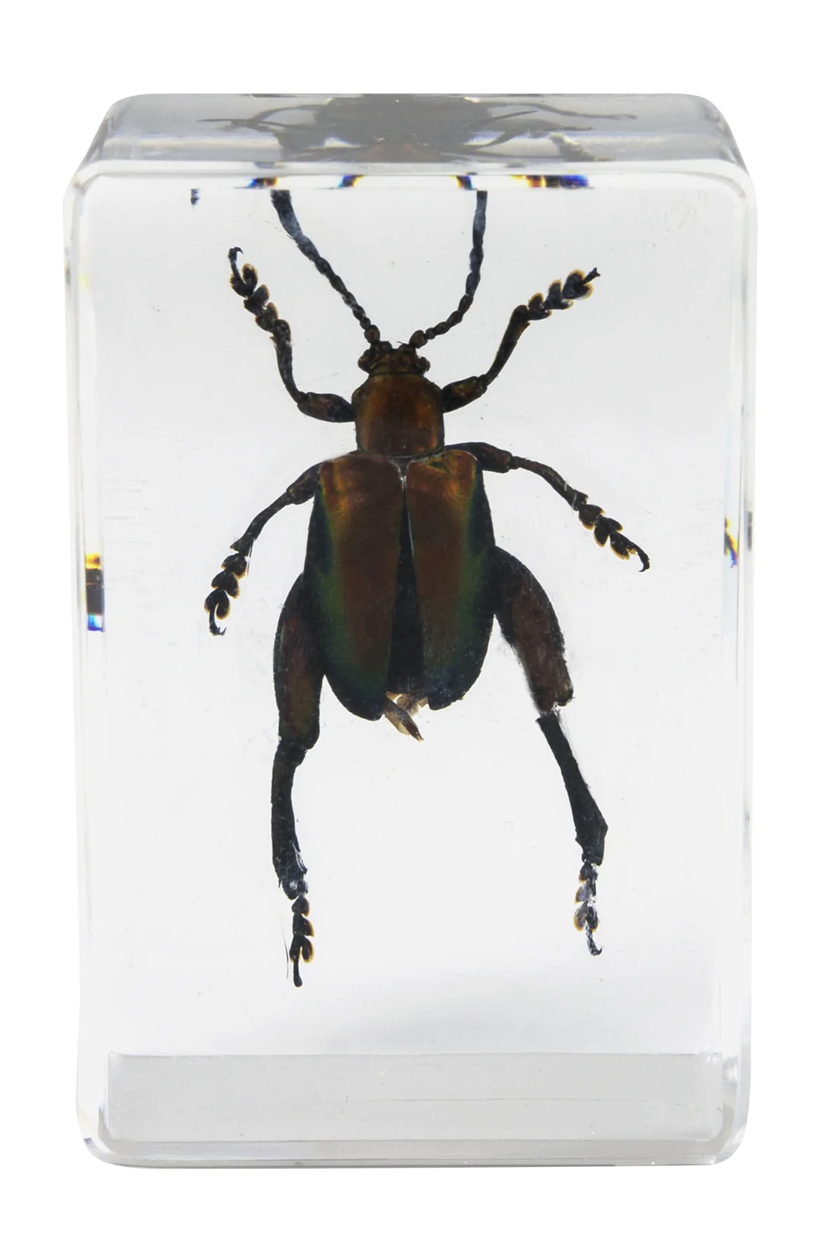 3D Bug Specimen Kit #5