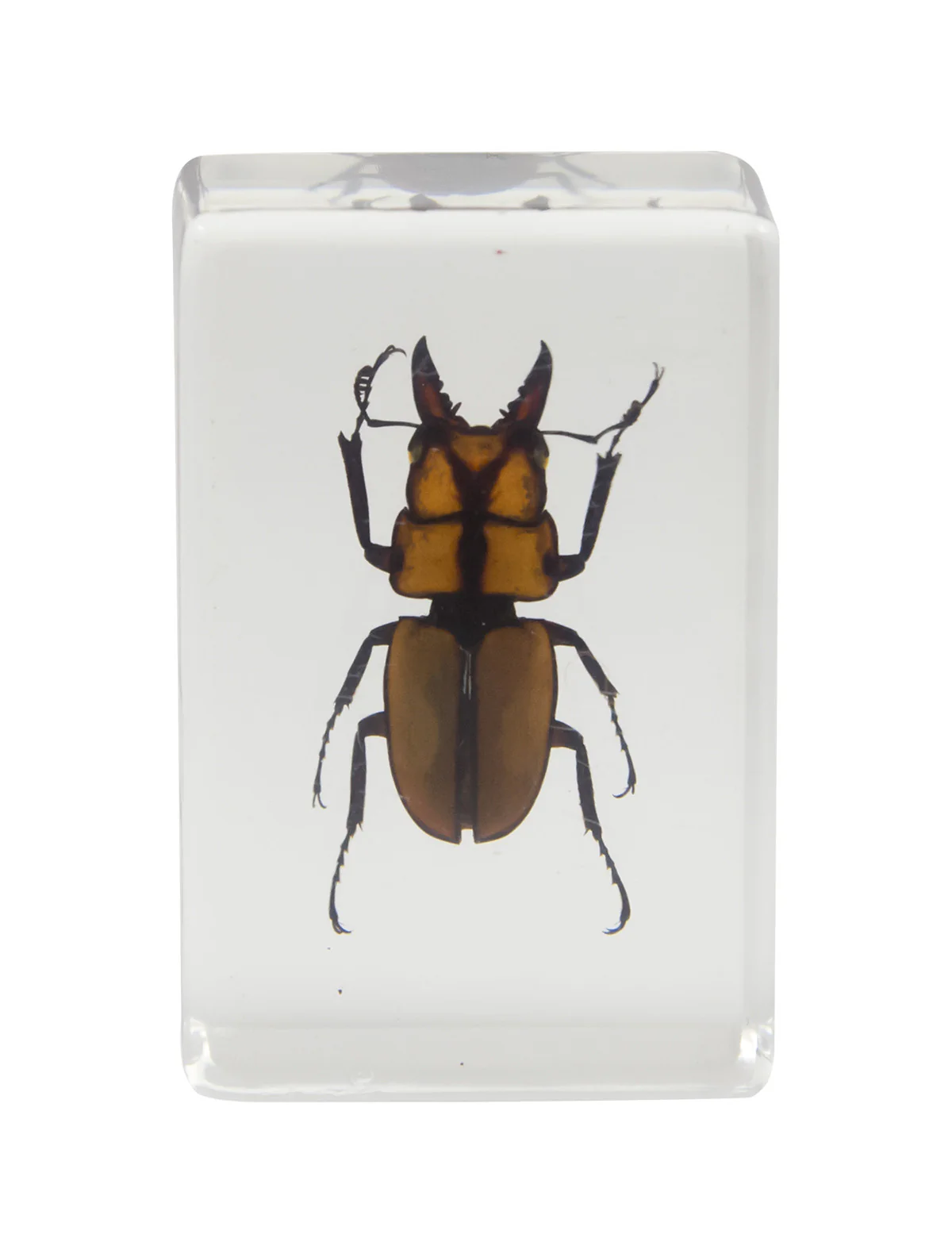 3D Bug Specimen Kit #3
