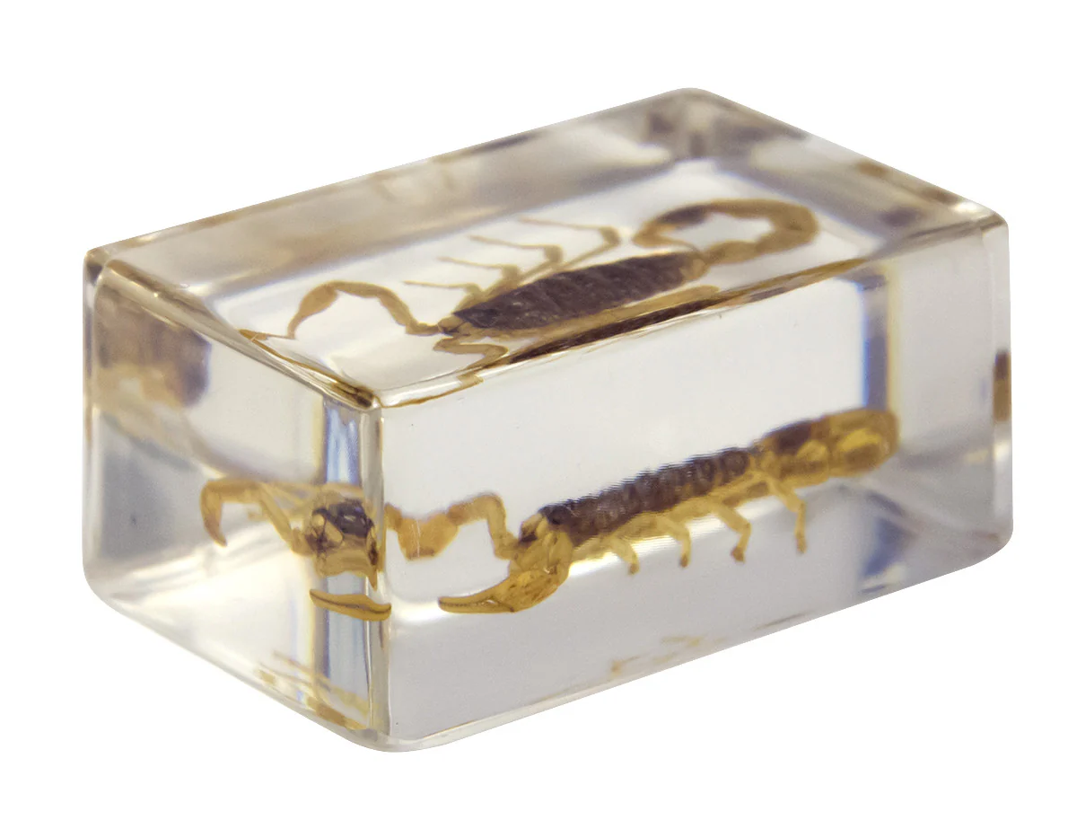 3D Bug Specimen Kit #1
