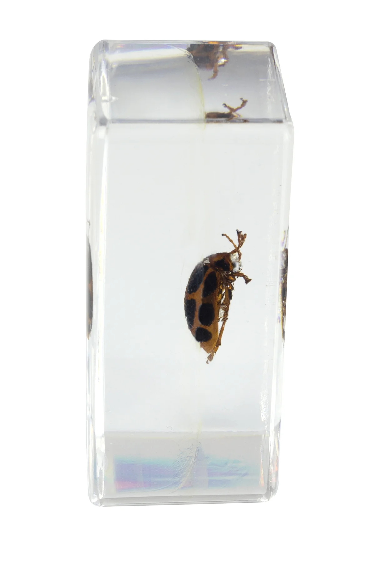 3D Bug Specimen Kit #4