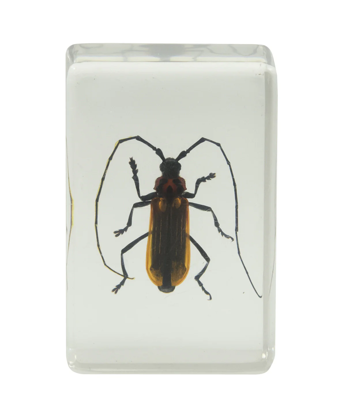 3D Bug Specimen Kit #1