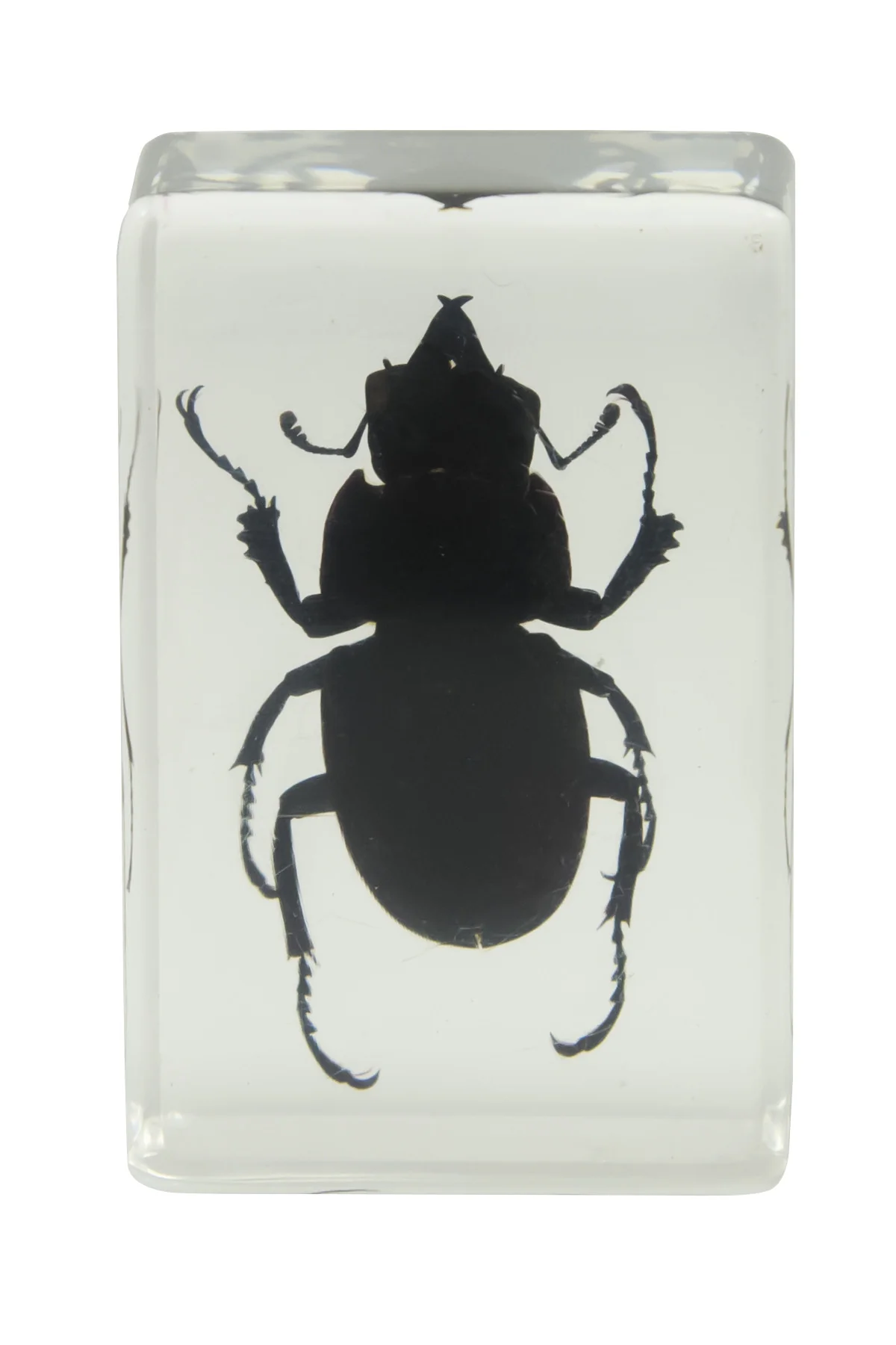 3D Bug Specimen Kit #1