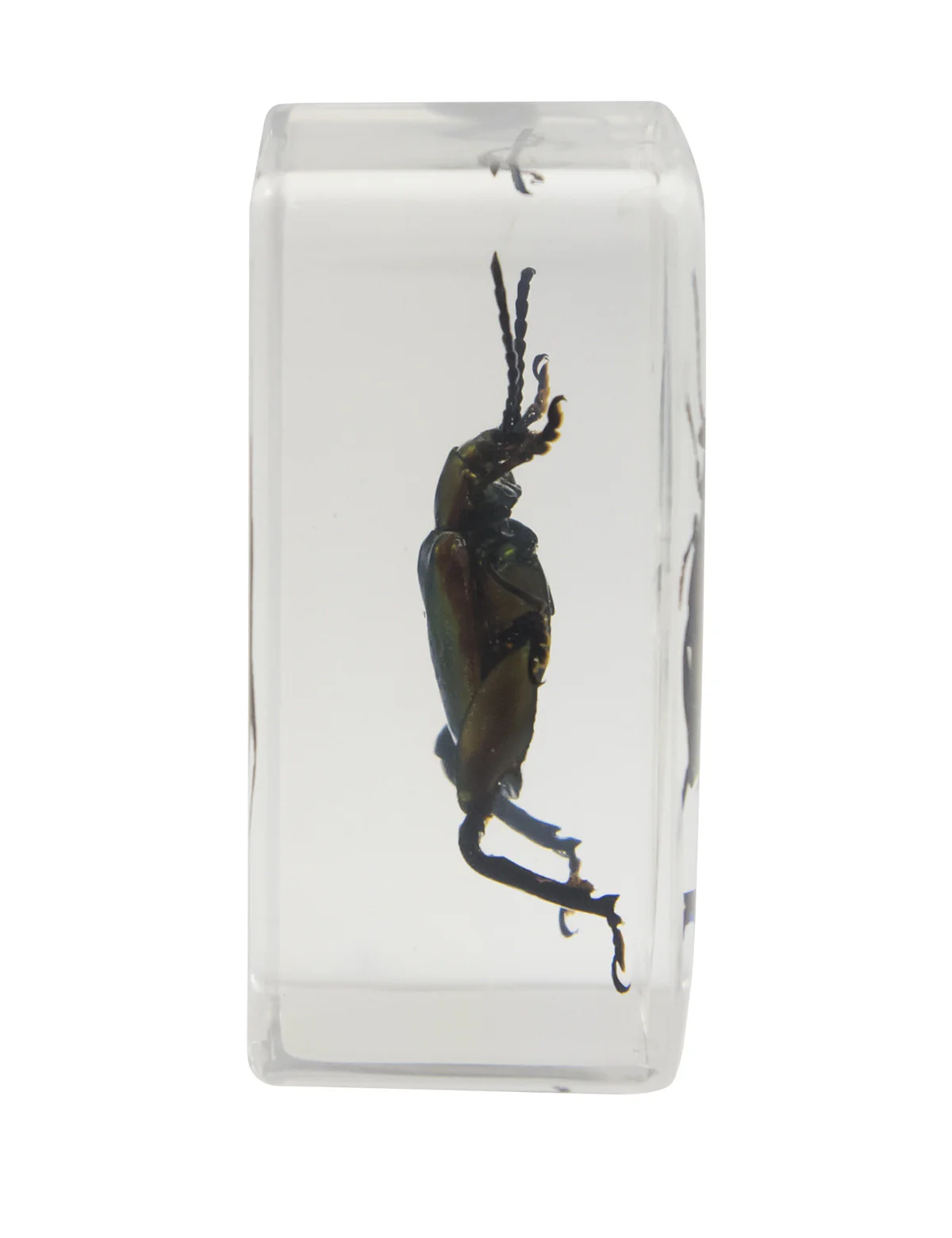 3D Bug Specimen Kit #3
