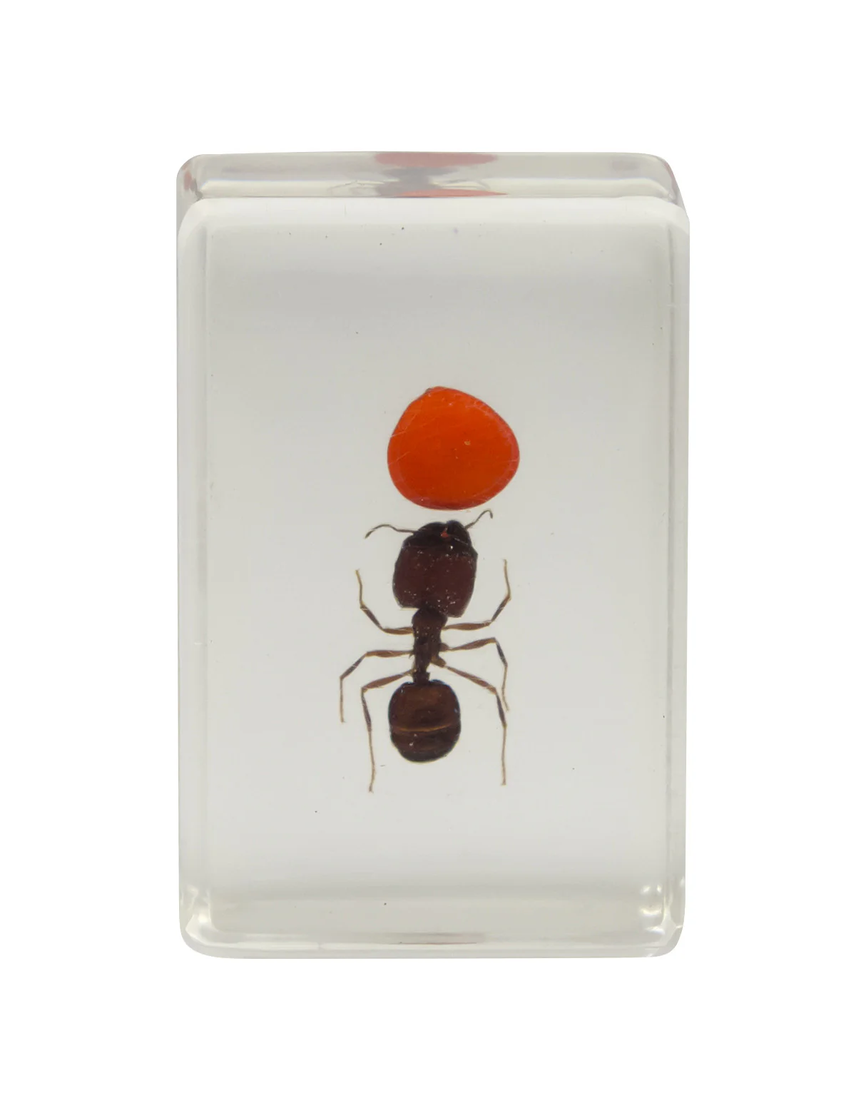3D Bug Specimen Kit #3