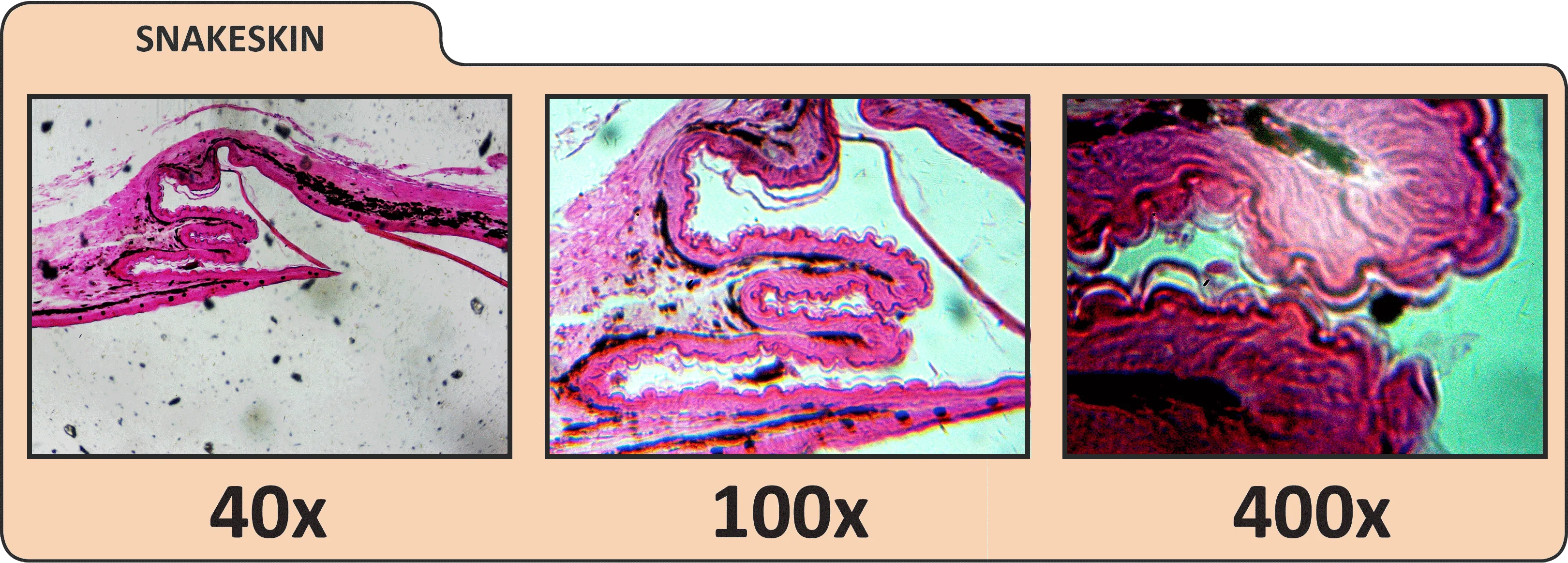 Used - LCD Digital Microscope II