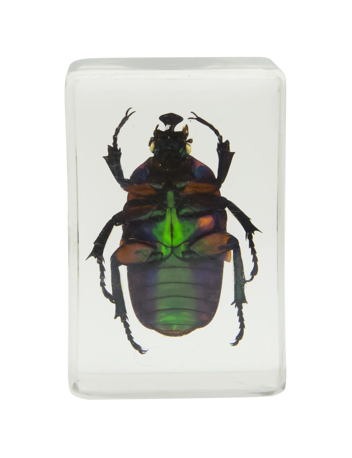 3D Bug Specimen Kit #2