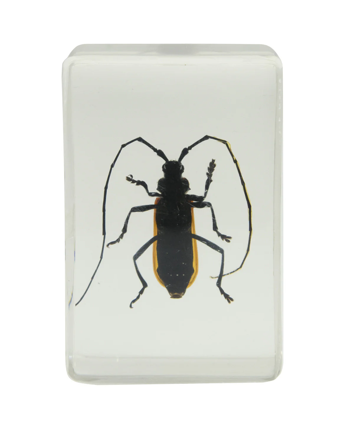 3D Bug Specimen Kit #1