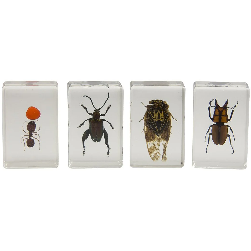 3D Bug Specimen Kit #3
