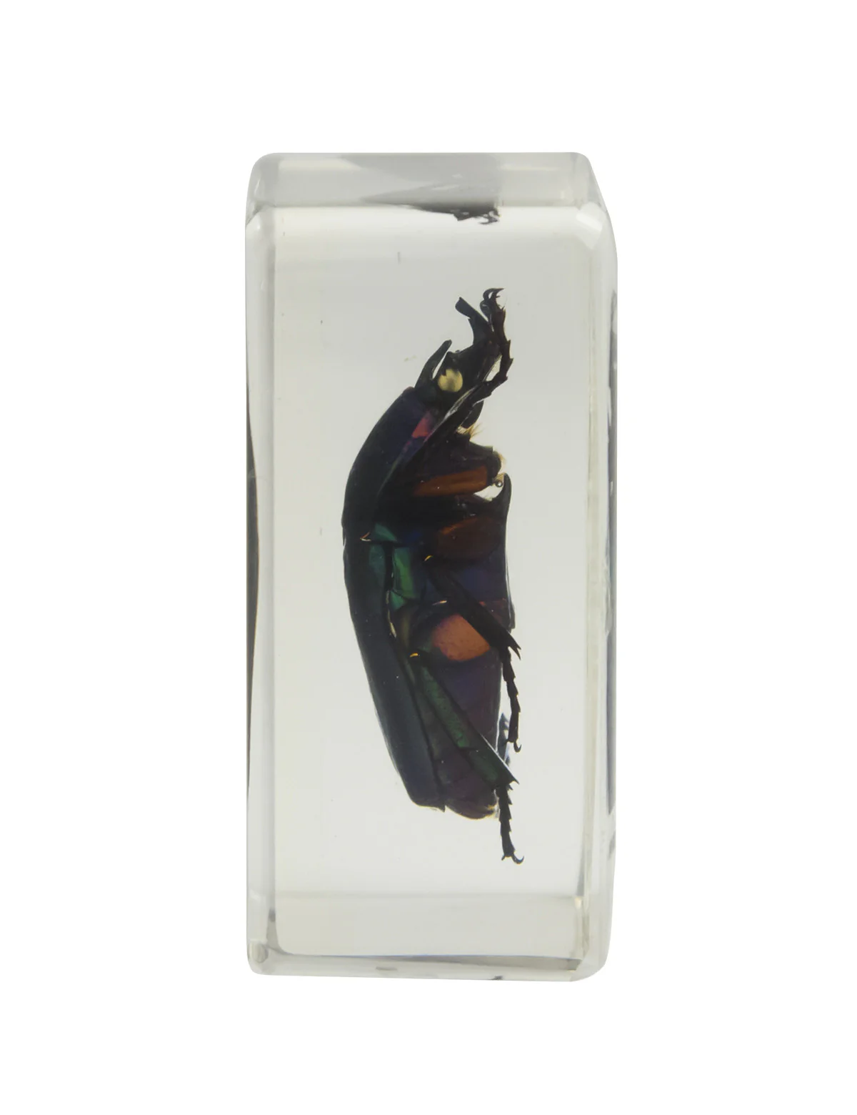 3D Bug Specimen Kit #2