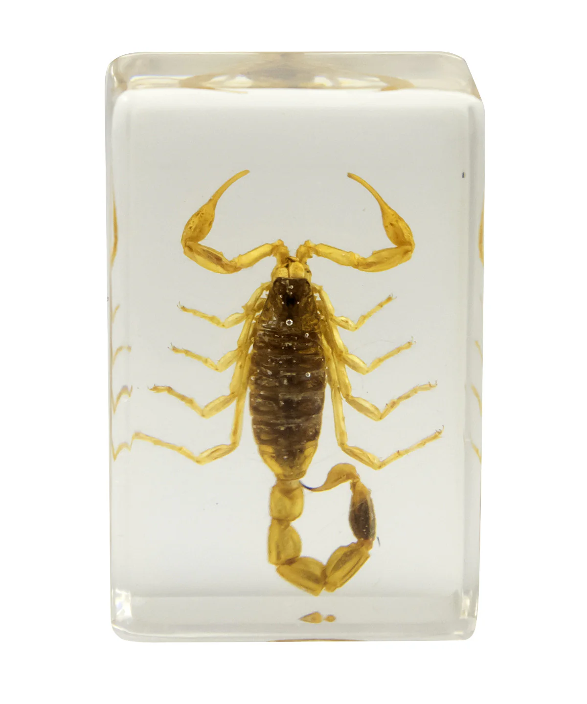 3D Bug Specimen Kit #1