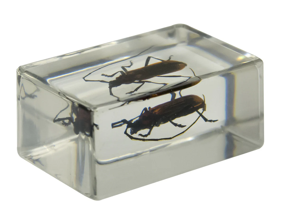 3D Bug Specimen Kit #1
