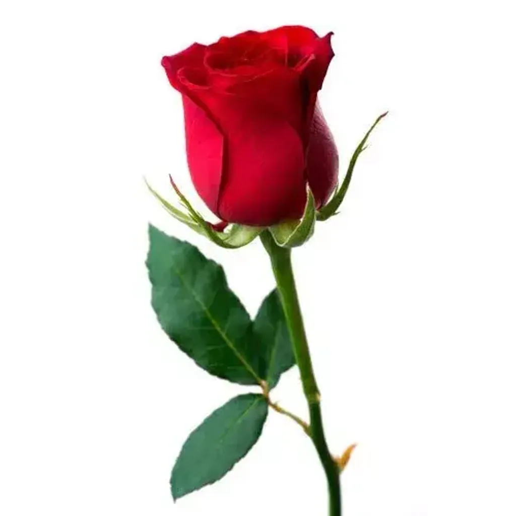 Red Rose Per Stalk