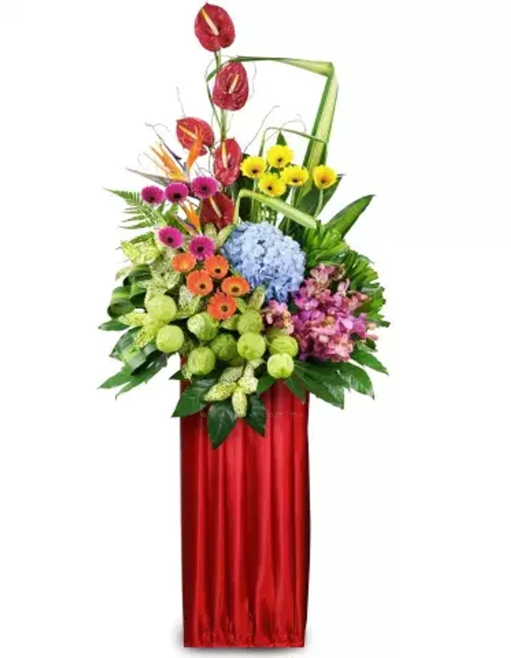 Opening Flower 143