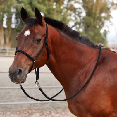 Tory Poly Bitless Bridle w/Reins