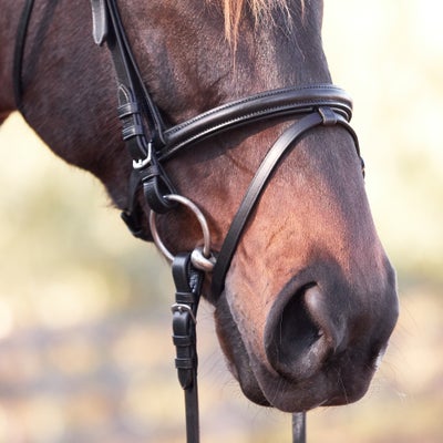 Bobby's Tack Fairhaven Plain Raised Padded Flash Bridle